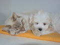 서울시, 반려동물인 개와 고양이 코로나19 검사 실시