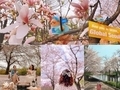 외국인 서울관광 홍보단 '글로벌서울메이트', 랜선 홍보 나서