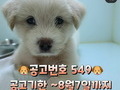 전주시, 유기동물 입양하면 치료비 등 최대 10만원 지원