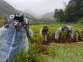 경북도, '공무원·청년봉사단' 태풍농가 일손돕기 '구슬땀' 