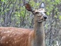 울산 동구, 유해야생동물 피해 예방 퇴치제 배부