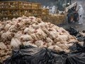 봉화발 AI 비상…방역대 463만 마리 집중관리