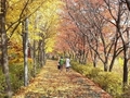강남구, 가을 정취 만끽할 수 있는 양재천 '낙엽의 거리'