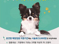 제주시, 반려동물 광견병 예방접종 실시