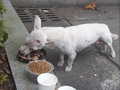 농식품부, 유기동물 '한 마리당 최대 10만원' 입양비 지원