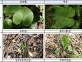 식약처, 봄나물 340건 수거·검사 