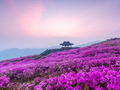 산청군, 황매산철쭉제 기간 산청-합천 셔틀버스 운행