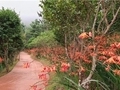 신안군, 'Crocosmia 여름꽃 랜선 축제' 준비 완료