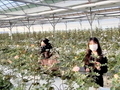 제천시, 스마트팜 천송이 장미 수확 체험행사 연다