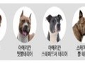 광명시, '맹견' 소유자 책임보험 의무 가입해야