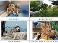 인천시, '천연기념물 동물 74마리 구조' 손길